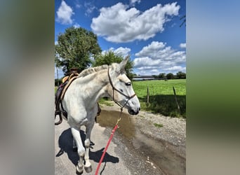 Burdégano, Caballo castrado, 11 años, 160 cm, Tordo