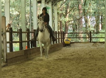 Burdégano, Caballo castrado, 11 años, 160 cm, Tordo