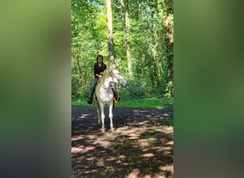 Burdégano, Caballo castrado, 11 años, 160 cm, Tordo