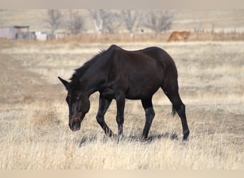 Burdégano, Caballo castrado, 12 años, 152 cm, Negro