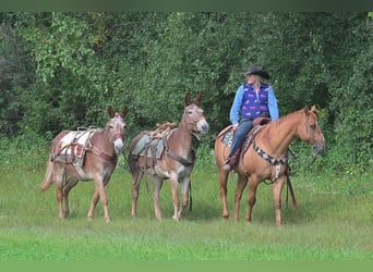 Burdégano, Caballo castrado, 14 años, 150 cm