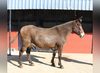 Burdégano, Caballo castrado, 14 años, 170 cm, Castaño