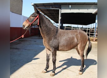 Burdégano, Caballo castrado, 15 años, 152 cm, Castaño