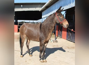 Burdégano, Caballo castrado, 15 años, 152 cm, Castaño