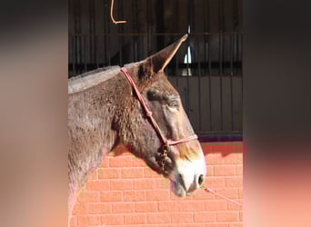 Burdégano, Caballo castrado, 15 años, 170 cm, Castaño