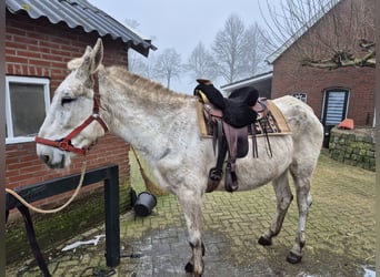 Burdégano, Caballo castrado, 15 años, 175 cm, Tordo