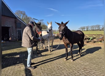 Burdégano, Caballo castrado, 15 años, 175 cm, Tordo