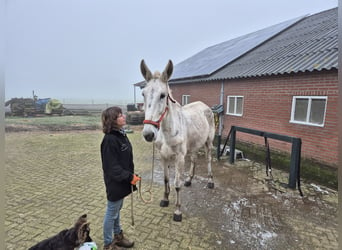 Burdégano, Caballo castrado, 15 años, 175 cm, Tordo