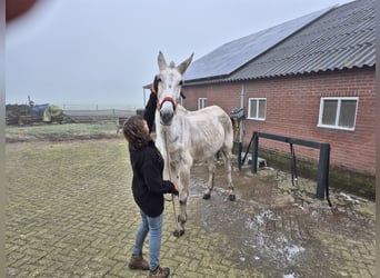 Burdégano, Caballo castrado, 15 años, 175 cm, Tordo