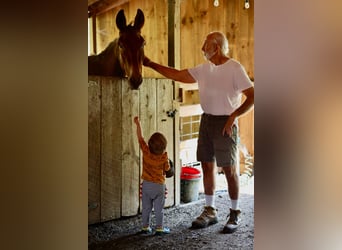 Burdégano, Caballo castrado, 4 años, 152 cm, Ruano alazán