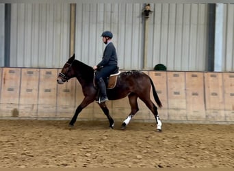 Burdégano, Caballo castrado, 4 años, 154 cm, Red Dun/Cervuno