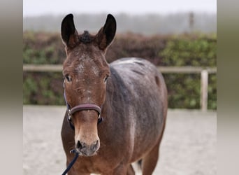 Burdégano, Caballo castrado, 4 años, 154 cm, Red Dun/Cervuno