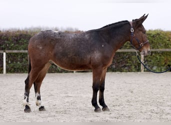 Burdégano, Caballo castrado, 4 años, 154 cm, Red Dun/Cervuno