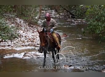 Burdégano, Caballo castrado, 5 años, 142 cm, Castaño rojizo