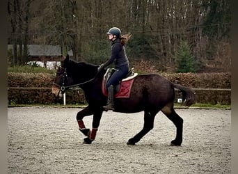 Burdégano, Caballo castrado, 6 años, 158 cm, Castaño oscuro