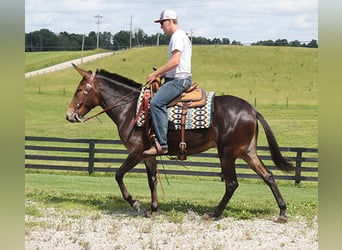 Burdégano, Caballo castrado, 6 años, Castaño rojizo