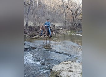 Burdégano, Caballo castrado, 7 años, 142 cm, Bayo