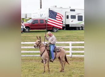 Burdégano, Caballo castrado, 7 años, 142 cm, Bayo