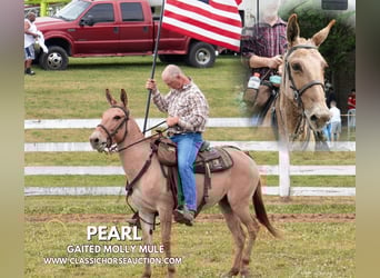 Burdégano, Caballo castrado, 7 años, 142 cm, Bayo