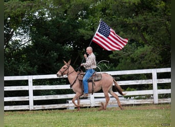 Burdégano, Caballo castrado, 7 años, 142 cm, Bayo