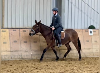 Burdégano, Caballo castrado, 7 años, 156 cm, Castaño