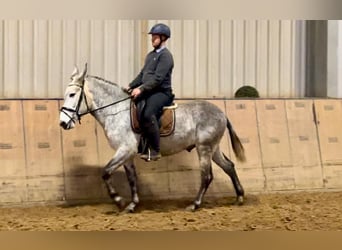 Burdégano, Caballo castrado, 7 años, 158 cm, Tordo