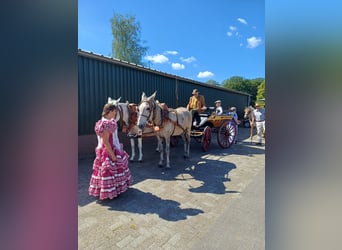 Burdégano, Caballo castrado, 7 años, 163 cm, Porcelana