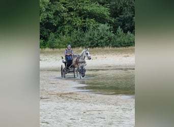 Burdégano, Caballo castrado, 7 años, 163 cm, Porcelana