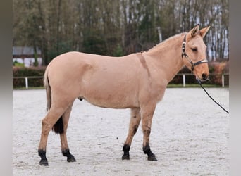 Burdégano, Caballo castrado, 8 años, 148 cm, Buckskin/Bayo