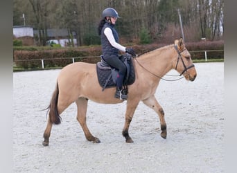 Burdégano, Caballo castrado, 8 años, 148 cm, Buckskin/Bayo