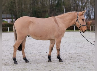 Burdégano, Caballo castrado, 8 años, 148 cm, Buckskin/Bayo