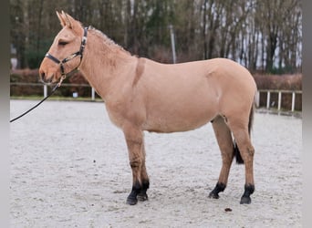 Burdégano, Caballo castrado, 8 años, 148 cm, Buckskin/Bayo