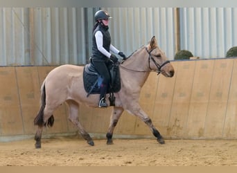 Burdégano, Caballo castrado, 8 años, 148 cm, Buckskin/Bayo