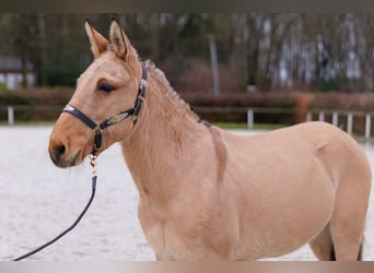 Burdégano, Caballo castrado, 8 años, 148 cm, Buckskin/Bayo