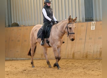 Burdégano, Caballo castrado, 8 años, 148 cm, Buckskin/Bayo