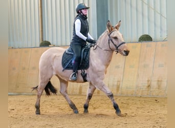 Burdégano, Caballo castrado, 8 años, 148 cm, Buckskin/Bayo