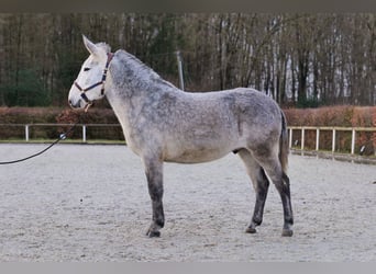 Burdégano, Caballo castrado, 8 años, 158 cm, Tordo