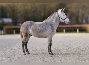 Burdégano, Caballo castrado, 8 años, 158 cm, Tordo