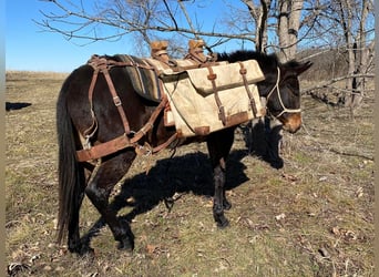 Burdégano, Semental, 4 años, 132 cm, Castaño oscuro