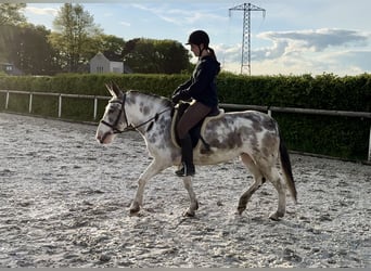 Burdégano, Yegua, 10 años, 135 cm, Ruano azulado