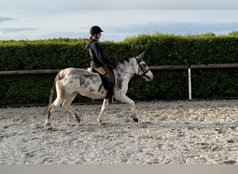 Burdégano, Yegua, 10 años, 135 cm, Ruano azulado