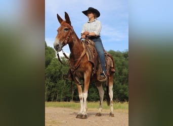 Burdégano, Yegua, 15 años, 142 cm, Ruano alazán