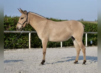 Burdégano, Yegua, 2 años, 145 cm, Bayo