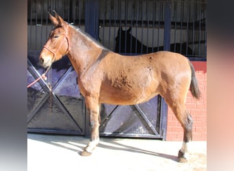 Burdégano, Yegua, 4 años, 155 cm, Castaño