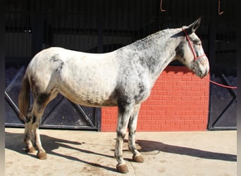 Burdégano, Yegua, 6 años, 166 cm, Overo-todas las-capas
