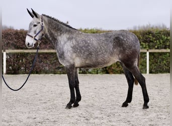 Burdégano, Yegua, 7 años, 155 cm, Tordo