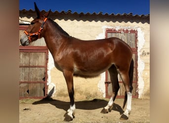 Burdégano, Yegua, 7 años, Castaño rojizo