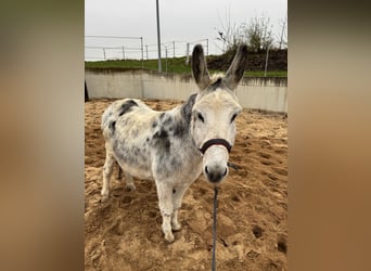 Burro, Caballo castrado, 10 años, 115 cm