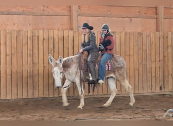 Burro, Caballo castrado, 10 años, 147 cm, Ruano alazán
