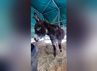 Burro, Caballo castrado, 11 años, 105 cm